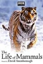 BBC: חיי היונקים כתובית | BBC: The Life Of Mammals Subtitle