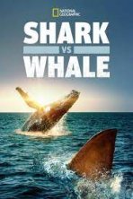 כריש נגד לוויתן כתובית | Shark vs. Whale Subtitle