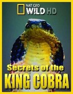 הקוברה המלכותית כתובית | Secrets of the King Cobra Subtitle