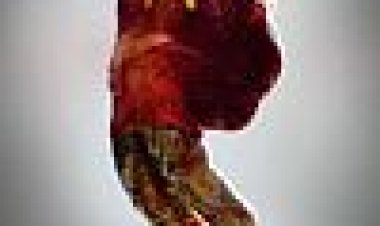 טנאטומורפוז כתובית | Thanatomorphose Subtitle