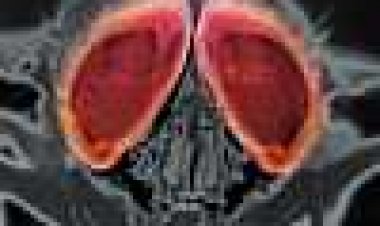 הזבוב 2 כתובית | The Fly II Subtitle