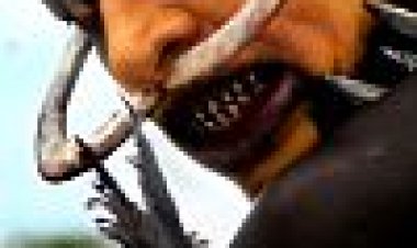 הגהנום הירוק כתובית | The Green Inferno Subtitle