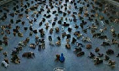 האלוהים הלבן כתובית | White God Subtitle