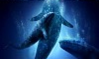 כולם אוהבים לוויתנים כתובית | Big Miracle Subtitle