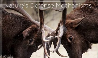 NOVA: חימוש קיצוני לחיות כתובית | Extreme Animal Weapons Subtitle