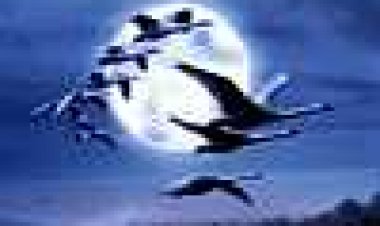 ציפורים נודדות כתובית | Le Peuple Migrateur / Winged Migration Subtitle