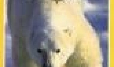 ממלכת הקוטב הצפוני : החיים על הקצה כתובית | Arctic Kingdom: Life At The Edge Subtitle