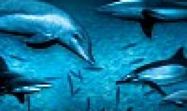 האוקיינוס הפראי כתובית | Wild Ocean Subtitle