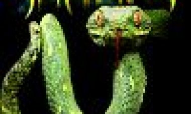 יופיים של הנחשים כתובית | The Beauty Of Snakes Subtitle