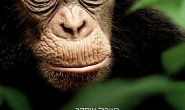 שימפנזה כתובית | Chimpanzee Subtitle