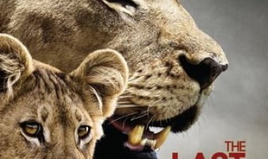 אריות הפרא האחרונים כתובית | The Last Lions Subtitle