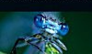 החיים בסבך כתובית | Life In The Undergrowth Subtitle