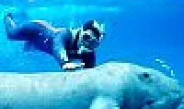 ענקי האוקיינוס כתובית | Where Ocean Giants Meet Subtitle