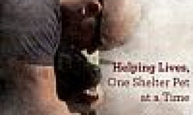 הגן עלי כתובית | Shelter Me Subtitle