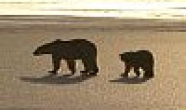 דוב קרח כתובית | Ice Bear Subtitle