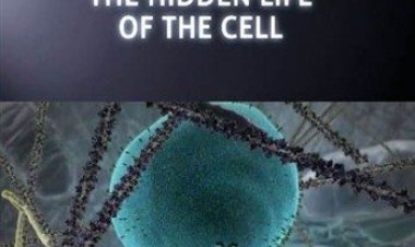 היקום הסודי שלנו - חייו הנסתרים של התא כתובית | Our Secret Universe - The Hidden Life Of The Cell Subtitle