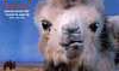 דמעות של גמל כתובית | The Story of the Weeping Camel Subtitle