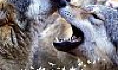 עונות כתובית | Les Saisons Subtitle