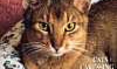 נשיונל ג'יאוגרפיק - חתולים: ללטף את הנמר כתובית | National Geographic's Video - Cats:Caressing The Tiger Subtitle