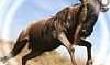 בי-בי-סי: מסע בעקבות הגנו כתובית | BBC: Trek Spy On The Wildebeest Subtitle