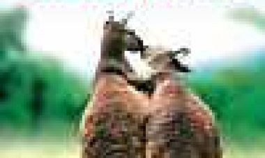 חיות מאוהבות כתובית | Les Animaux Amoureux Subtitle