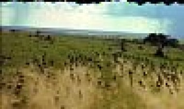 אפריקה: הסרנגטי כתובית | Africa: The Serengeti Subtitle