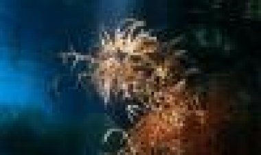 השוניות העשירות של האוקיינוס ההודי כתובית | Deep Blue 2-Equator Reefs Of Riches Subtitle