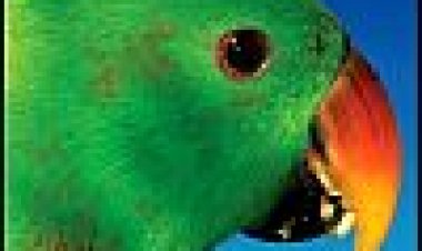 אוסטרליה ארץ התוכים כתובית | Australia: Land Of Parrots Subtitle