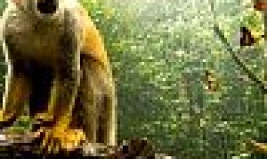 יערות גשם כתובית | Rainforest Subtitle