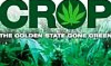 יבול מזומנים כתובית | Cash Crop Subtitle