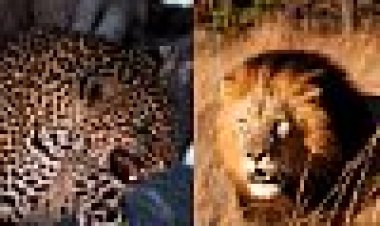 שבעת הגדולים של אפריקה כתובית | Africa's Super Seven Subtitle