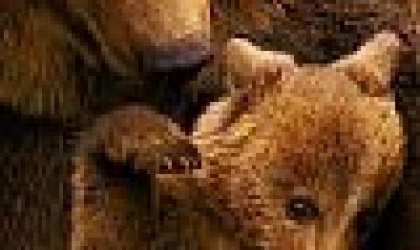 דובים כתובית | Bears Subtitle