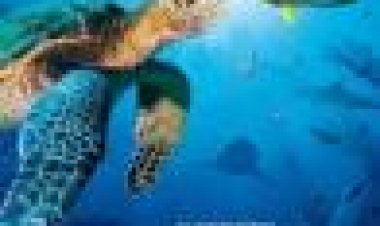 עולם האוקיינוס (3D) כתובית | OceanWorld 3D Subtitle