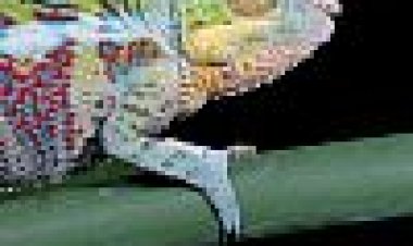 החיים בדם קר כתובית | Life In Cold Blood Subtitle