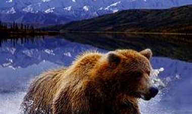 אמריקה הפראית כתובית | Untamed Americas Subtitle