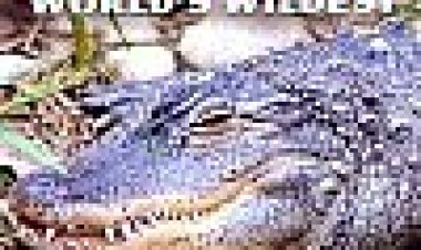 אוסטרליה הפראית כתובית | Wildest Australia Subtitle