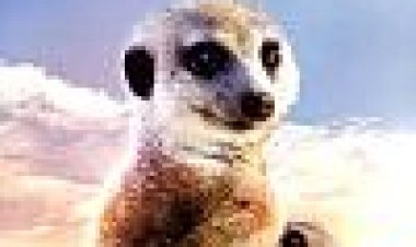 מירקאט מנור: הסיפור מתחיל כתובית | Meerkat Manor: The Story Begins Subtitle