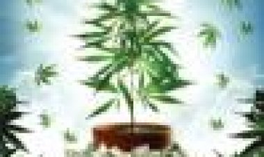 האיחוד: העסק מאחורי קבלת גבוה כתובית | The Union: The Business Behind Getting High Subtitle