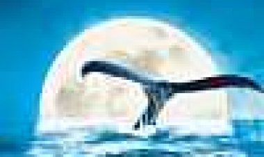 כחול מופלא כתובית | Deep Blue Subtitle