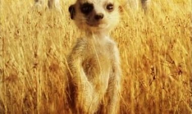 הסוריקטות כתובית | The Meerkats Subtitle