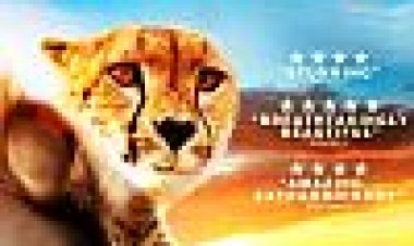 סיפור חיים אחד כתובית | One Life Subtitle