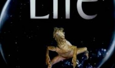 חַיִים כתובית | Life Subtitle