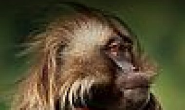 אפריקה כתובית | Africa Subtitle