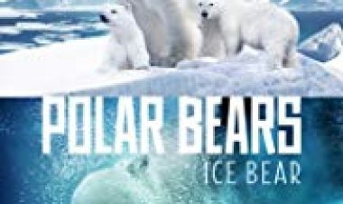 דובי הקוטב: דוב הקרח כתובית | Polar Bears: Ice Bear Subtitle