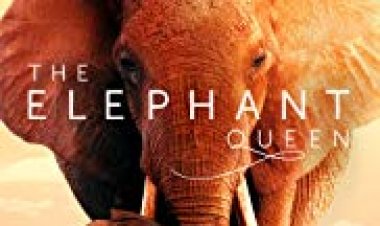 מלכת הפילים כתובית | The Elephant Queen Subtitle