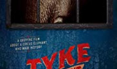 טייק, פילה פורעת חוק כתובית | Tyke Elephant Outlaw Subtitle