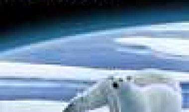 עולם מופלא: העתיד כתובית | BBC: Planet Earth The Future Subtitle