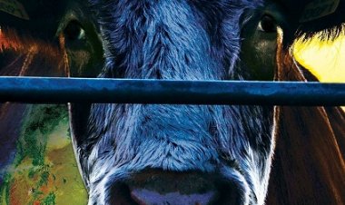 קאוספיריסי כתובית | COWSPIRACY: The Sustainability Secret Subtitle