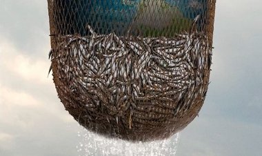 שוד ימי כתובית | Seaspiracy Subtitle