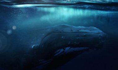 להבין כתובית | Fathom Subtitle